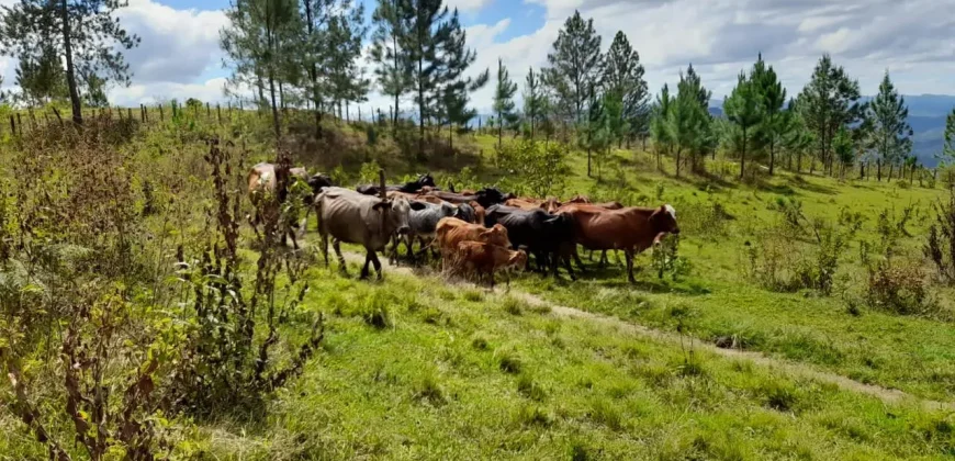 Sale Land Jalapa Nicaragua