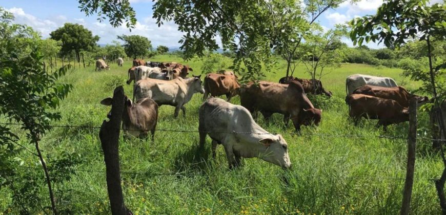 Finca en venta camino a Malacatoya