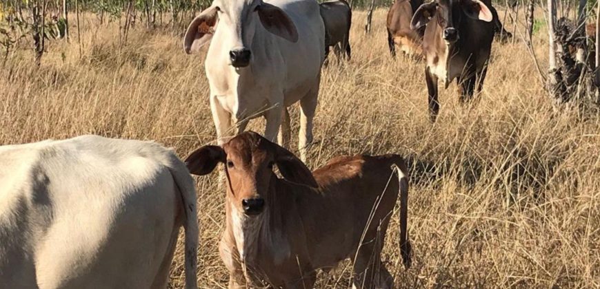 Finca en venta camino a Malacatoya