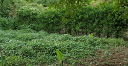 Venta de Terreno en León, Sutiava, Nicaragua