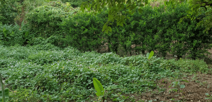 Venta de Terreno en León, Sutiava, Nicaragua