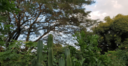 Venta de Terreno en León, Sutiava, Nicaragua