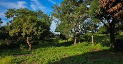 Terreno en Venta en San Isidro de la Cruz Verde Managua