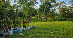 Terreno en Venta en San Isidro de la Cruz Verde Managua